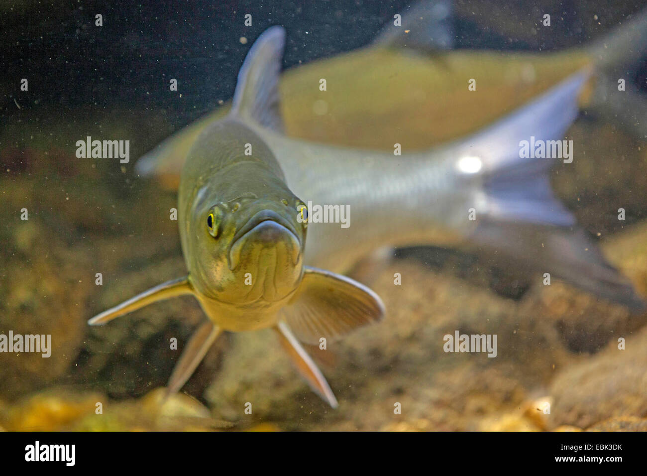 ASP (Aspius Aspius), einzelnen, Deutschland Stockfoto