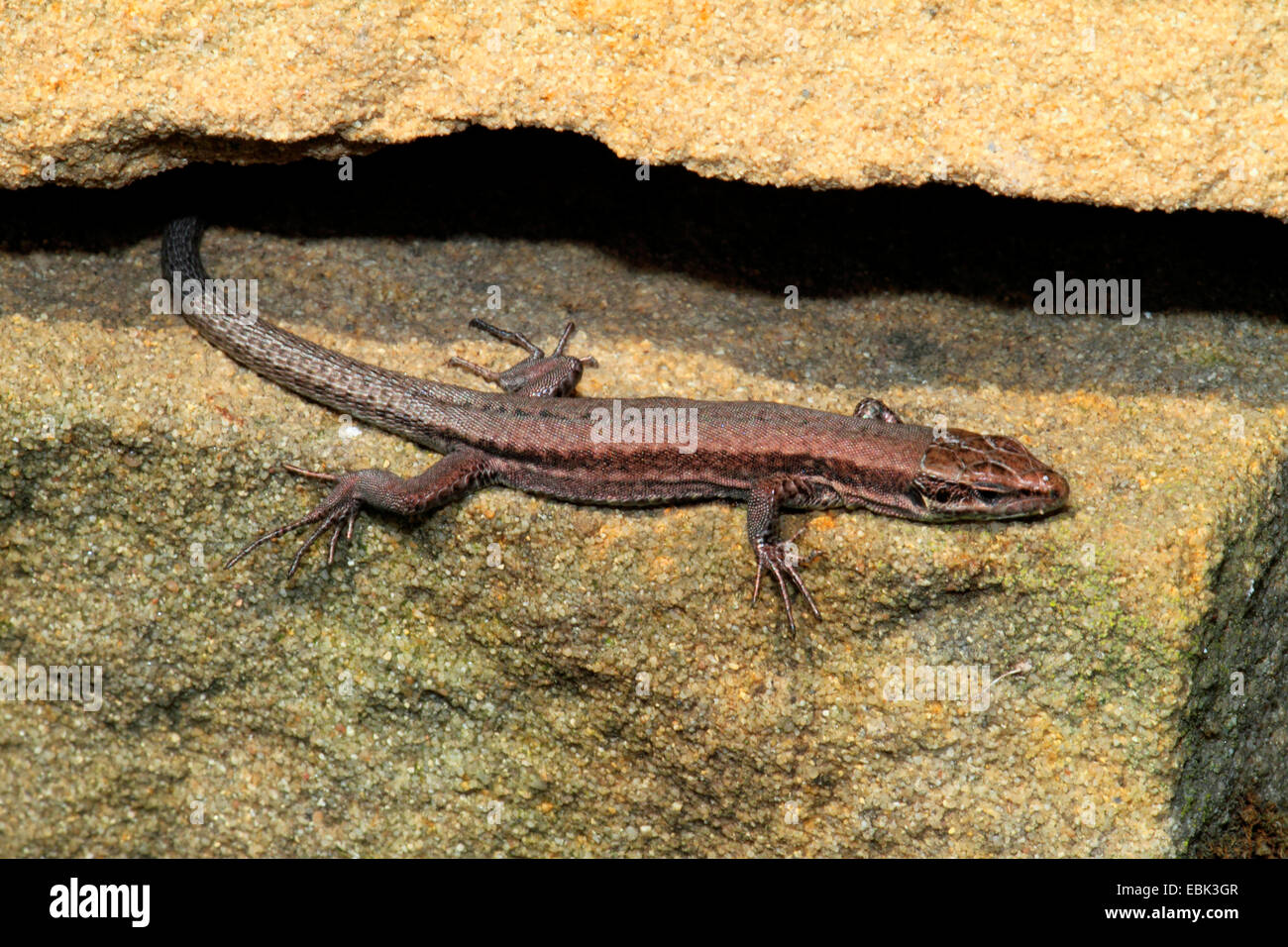 gemeinsame Wand-Eidechse (Lacerta Muralis, Podarcis Muralis), in einem Wand-Spalt, Deutschland Stockfoto