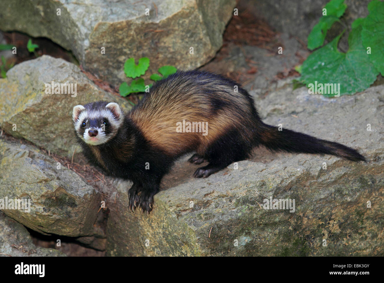 inländische Iltis, inländische Frettchen (Mustela Putorius F. Furo, Mustela Putorius Furo), sitzt auf einem Stein Stockfoto