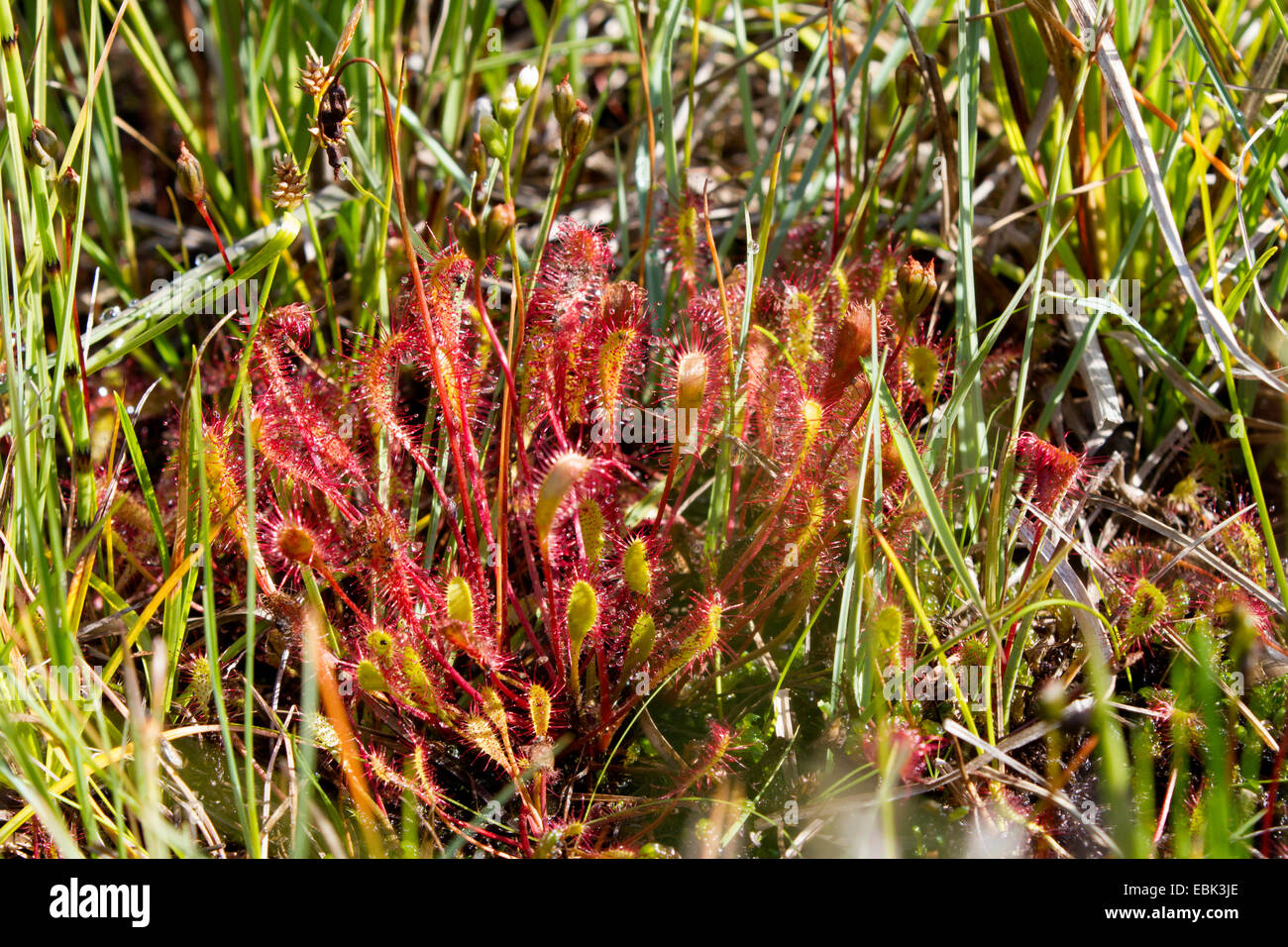 großen Sonnentau, englische Sonnentau (Drosera Anglica), Norwegen, Hitra Stockfoto