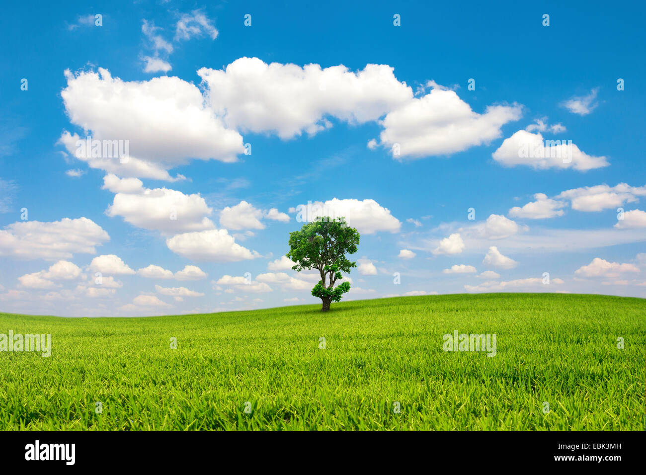 Grünen Wiese und Baum mit blauen Himmel Wolke Stockfoto
