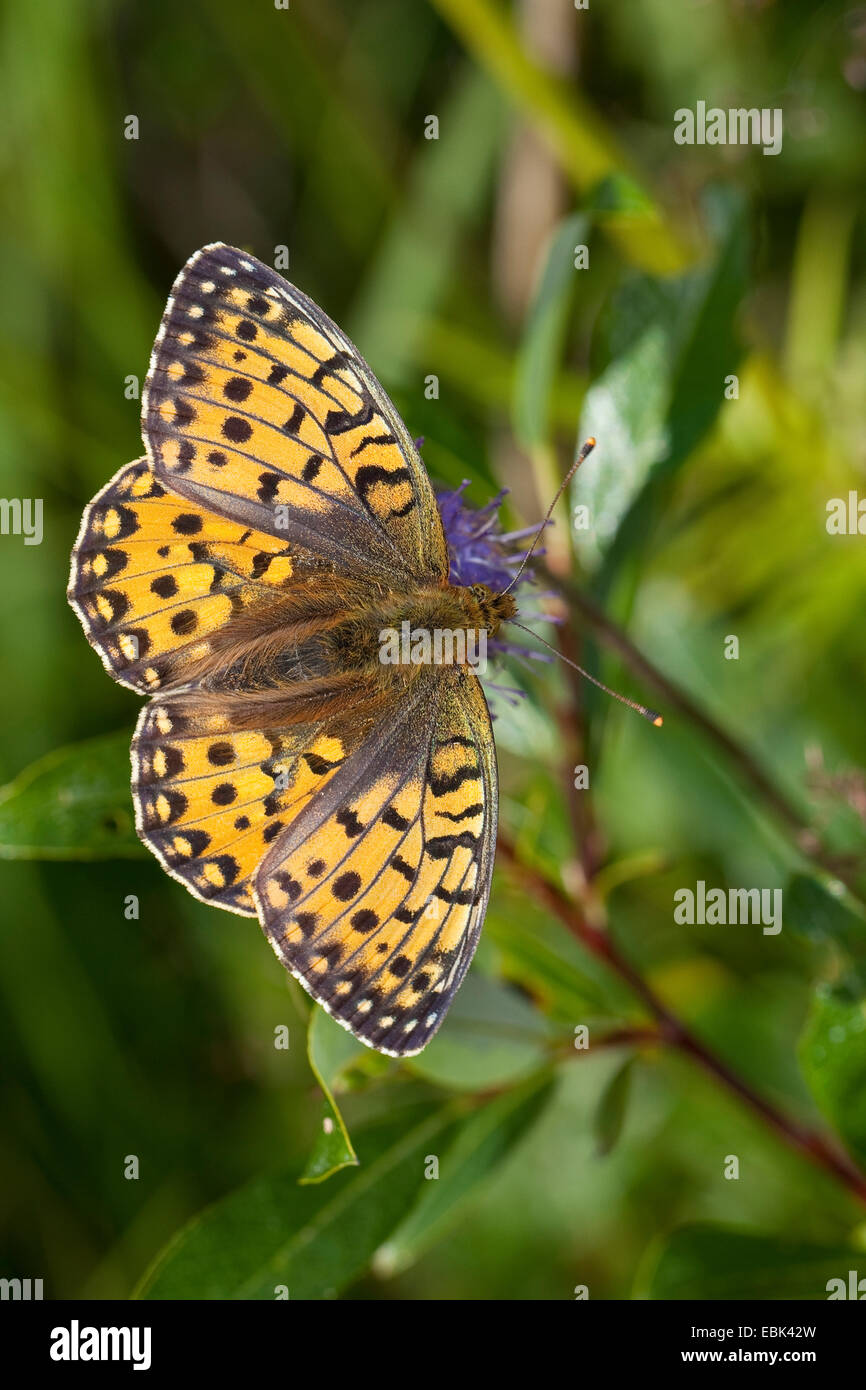 dunkel grün Fritillary (Argynnis Aglaja, Mesoacidalia Aglaja), Weiblich, sitzen auf einer Blüte, Deutschland Stockfoto