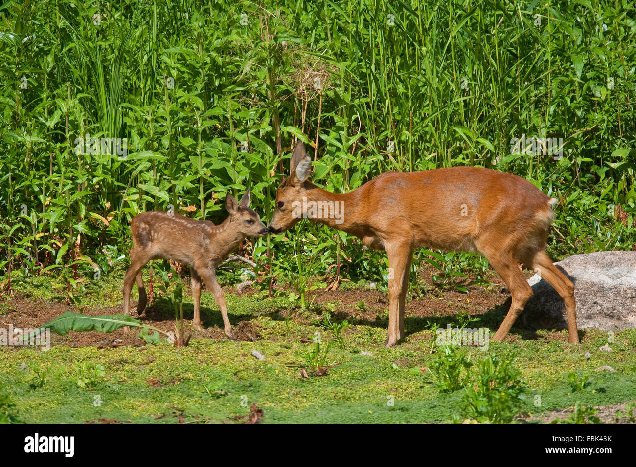 Reh (Capreolus Capreolus), Doe und Fawn nosing einander am Rande ein Dickicht, Deutschland Stockfoto