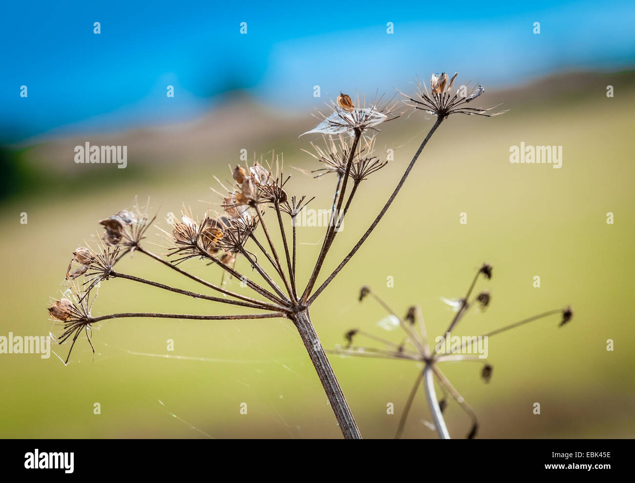 Eine Pflanze ohne Blätter oder Blüten an einem späten Herbsttag mit Spinnen oder Cob Webs hängen Stockfoto