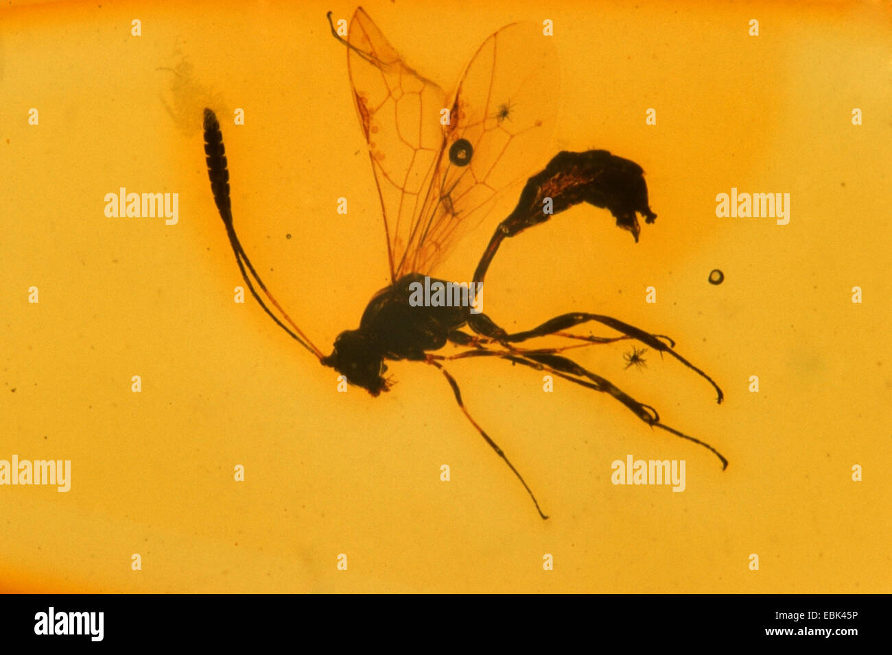 Ichneumon fliegen, Ichneumons (Ichneumonidae), Bernstein, Europa Stockfoto