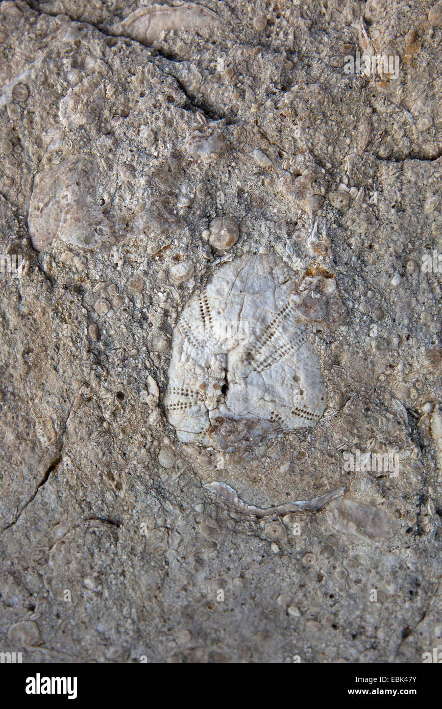 versteinerte Seeigel, Echinoids (Echinoidea), Kroatien, Istrien Stockfoto