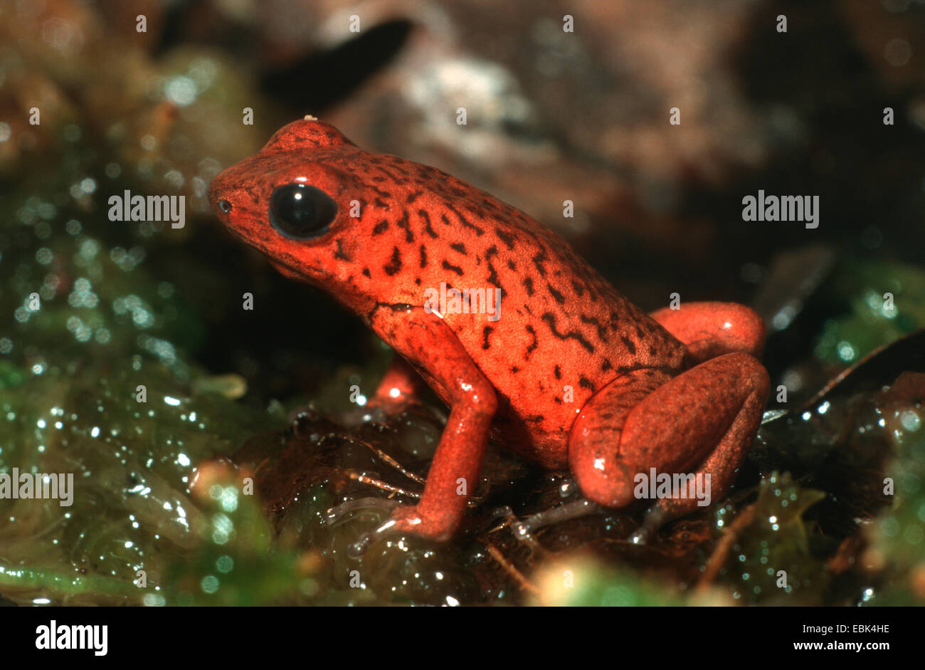 Strawberry Poison-Titelkarte Frosch, rot und blau Poison-Pfeil Frosch, flammenden Poison Arrow Frog, Blue Jeans Poison Dart Frog (Dendrobates Pumilio), sitzt auf einem Blatt Stockfoto