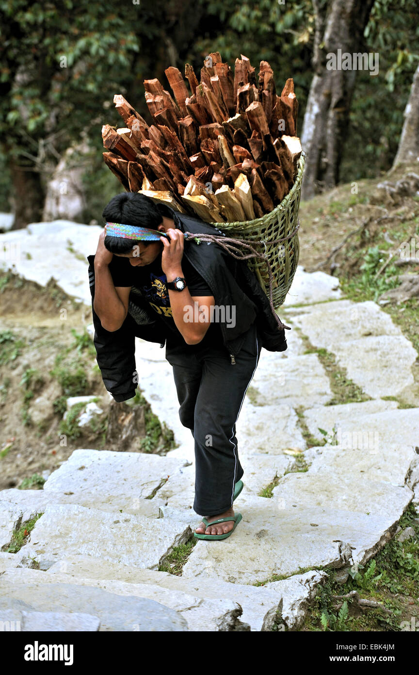 junger Mann mit einem Korb voll mit Brennholz auf der Rückseite einen steinernen Pfad mit einem Stirnband, Nepal, Ghorepani Stockfoto