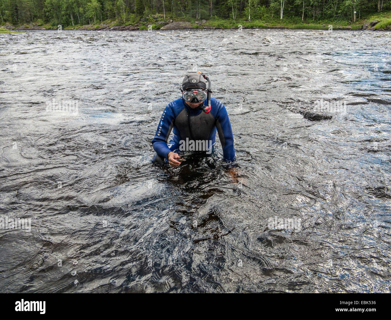 Süßwasser Perle Muschel (schottische Flussperlmuschel), östliche Pearlshell (Margaritifera Margaritifera), Taucher ist einen Fluss mit ein Exemplar in der Hand, Russland, Karelien, Keret Fluss verlassen Stockfoto