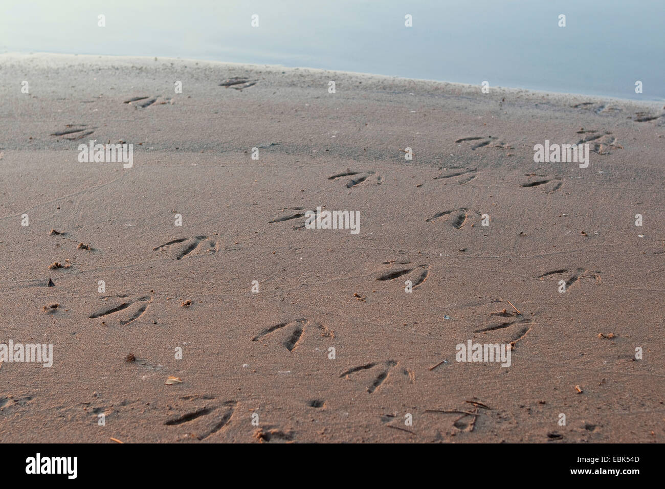 Ente verfolgen im Schlamm Ufer eines Flusses, Deutschland Stockfoto