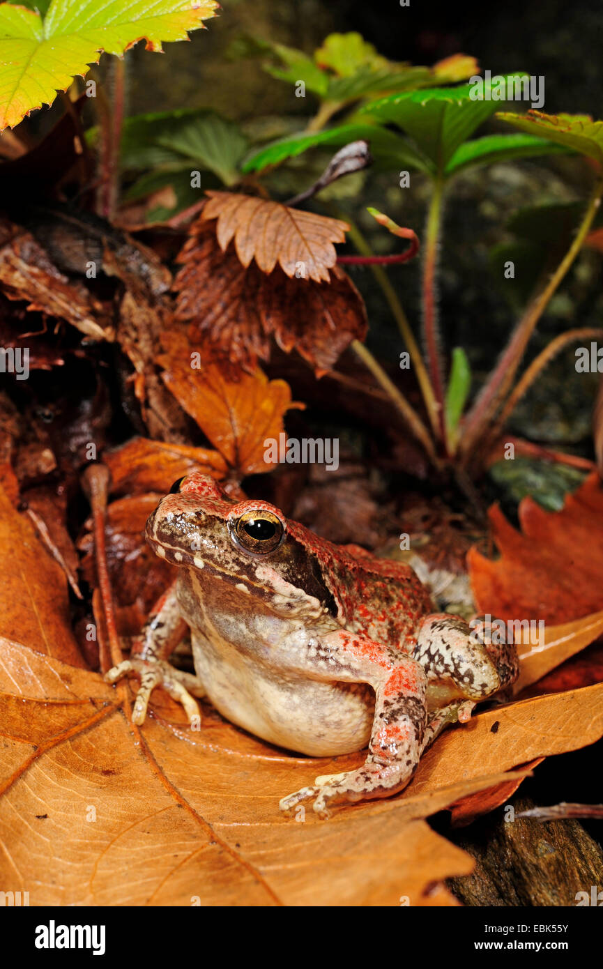 Stream Frosch, griechische Frosch (Rana Graeca), sitzt auf einem Blatt, Griechenland, Mazedonien Stockfoto