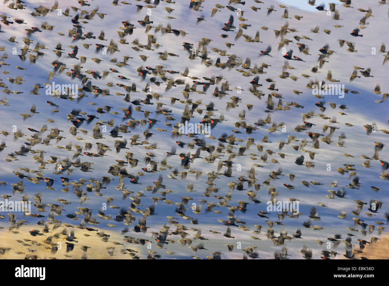 Rotschulterstärling (Agelaius Phoeniceus), Schwarm im Überwinterungsgebiet, USA, New Mexiko, Bosque del Apache Wildlife Refuge Stockfoto