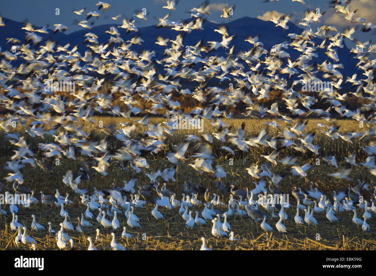 Snow Goose (Anser Caerulescens Atlanticus, Chen Caerulescens Atlanticus), Schneegänse Überwinterung im Bosque del Apache, USA, New Mexico, Bosque del Apache Wildlife Refuge Stockfoto