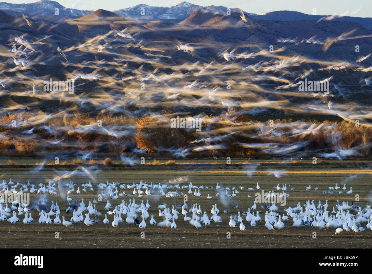 Schneegans (Anser Caerulescens Atlanticus, Chen Caerulescens Atlanticus), fliegende Herde, USA, New Mexiko, Bosque del Apache Wildlife Refuge Stockfoto