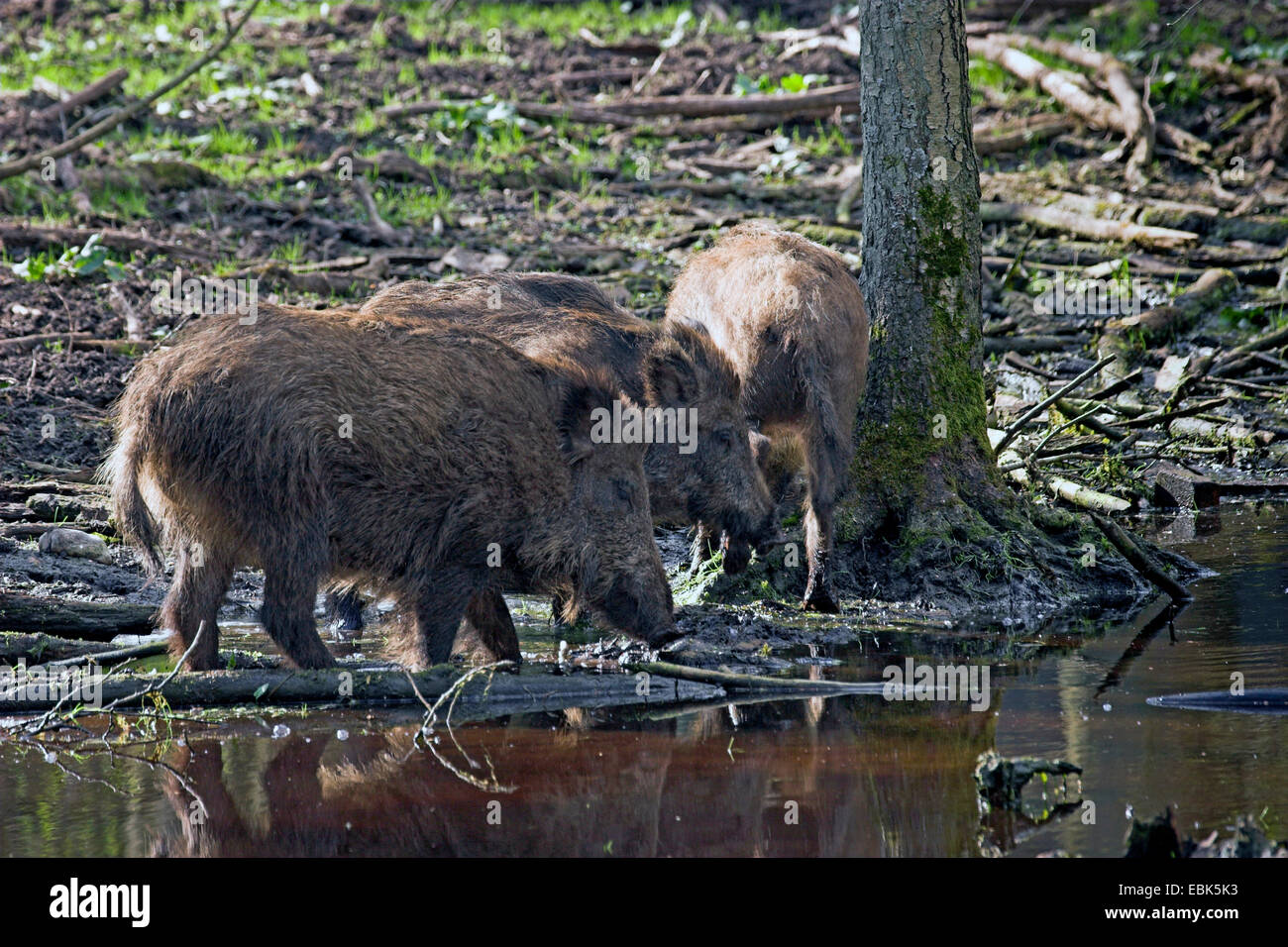 Wildschwein, Schwein, Wildschwein (Sus Scrofa), Pack trinken an einem Fluss, Deutschland Stockfoto
