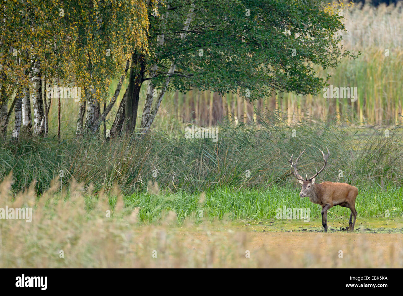 Rothirsch (Cervus Elaphus), Hirsch zu Fuß am Rande ein Feuchtgebiet, Deutschland, Sachsen, Oberlausitz, obere Lausitz Heide- und Teichlandschaft Stockfoto