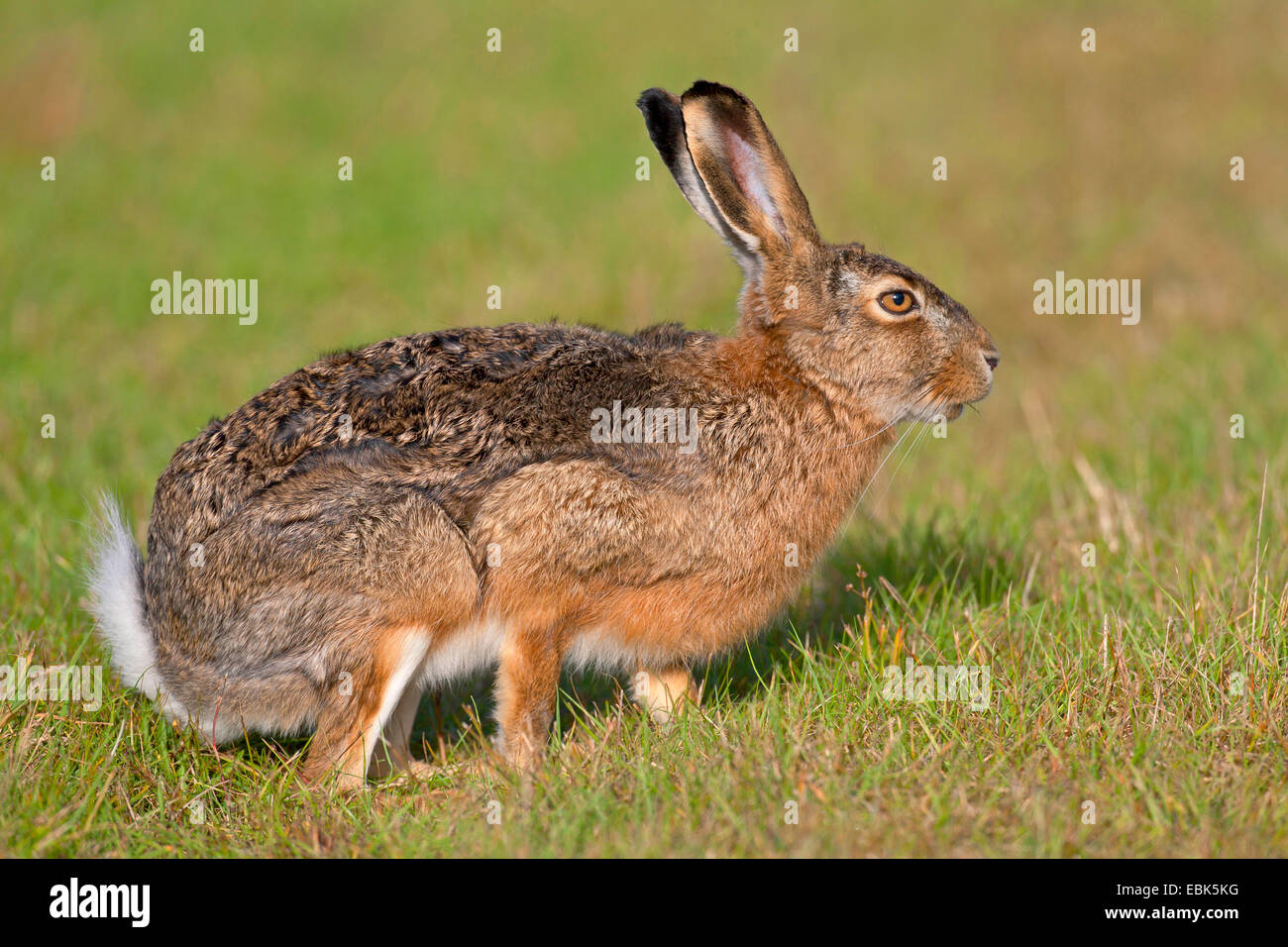 Feldhase, Feldhasen (Lepus Europaeus), sitzen auf einer Wiese, Deutschland, Schleswig-Holstein Stockfoto