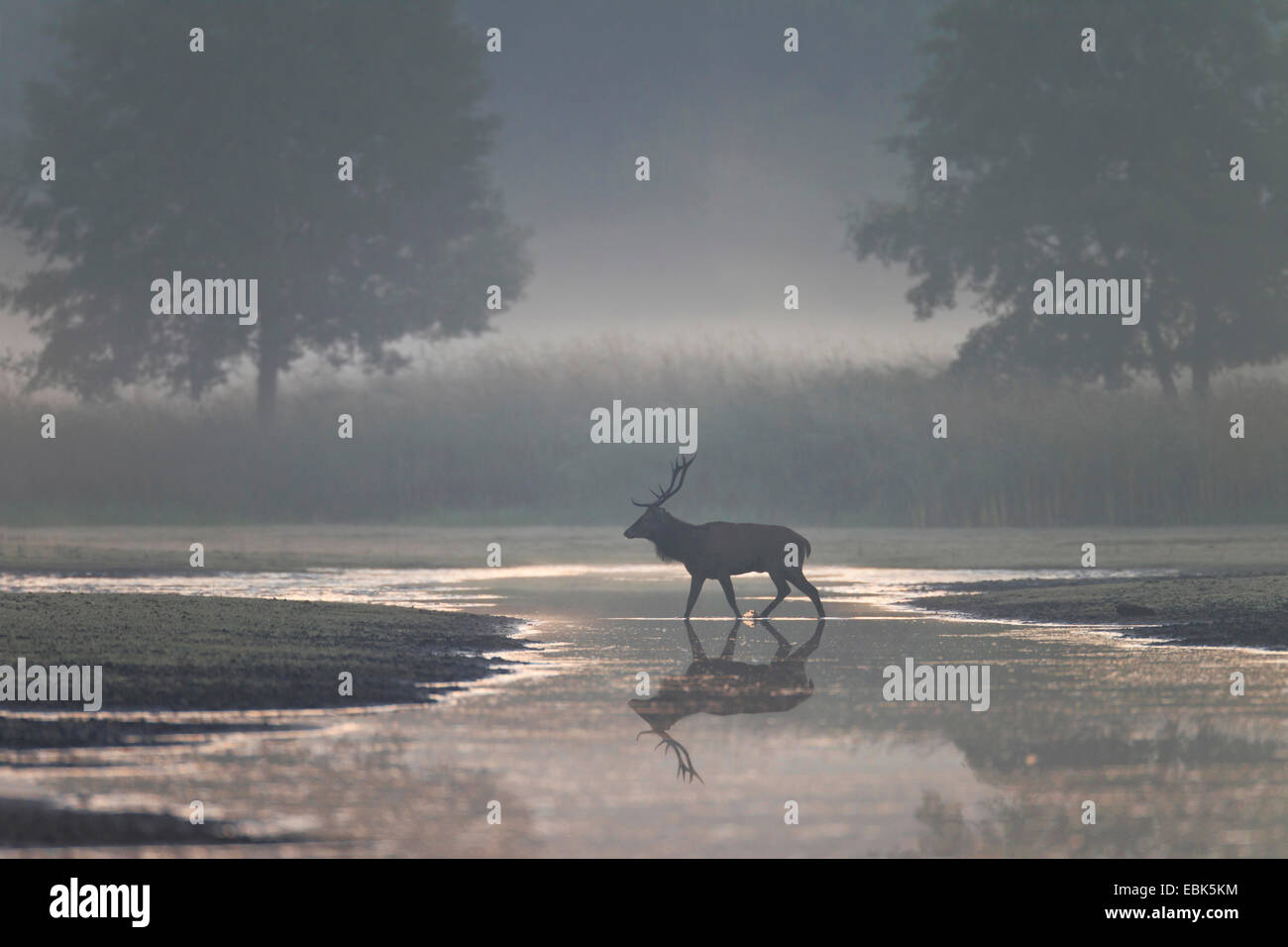 Rothirsch (Cervus Elaphus), Hirsch, überqueren eine seichte Wasser in einem Feuchtgebiet im Morgennebel, Deutschland, Sachsen, Oberlausitz, obere Lausitz Heide- und Teichlandschaft Stockfoto