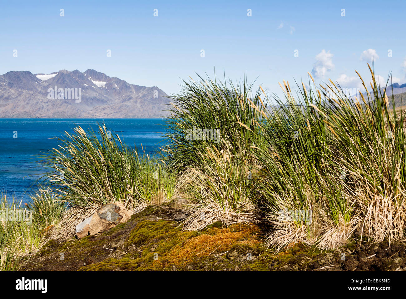 Grasbüschel Rasen an einem Hang an der südlichen Atlantikküste Grytviken, Süd-Sandwich-Inseln, Suedgeorgien, Cumberland East Bay Stockfoto