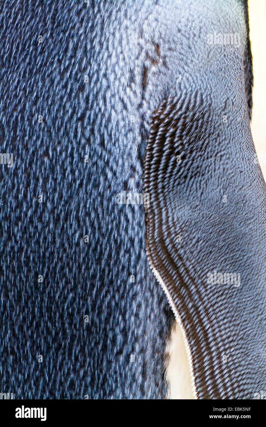 King Penguin (Aptenodytes Patagonicus), Abschnitt von Rücken und Flügel, Suedgeorgien, Salisbury Plains Stockfoto