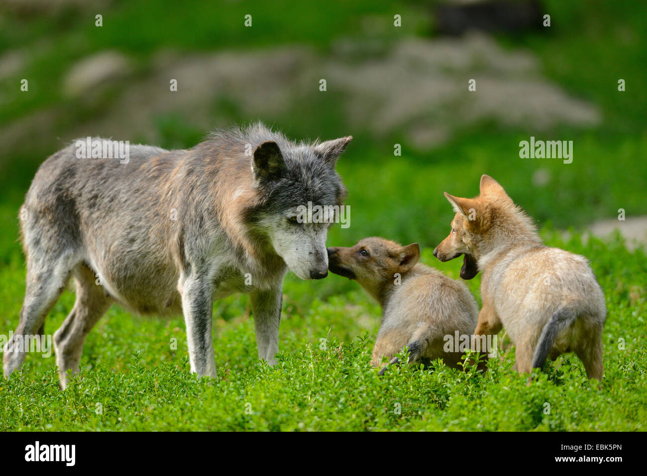 Timber Wolf (Canis Lupus LYKAON), wolf zwei Tassen mit ihrer Mutter Stockfoto