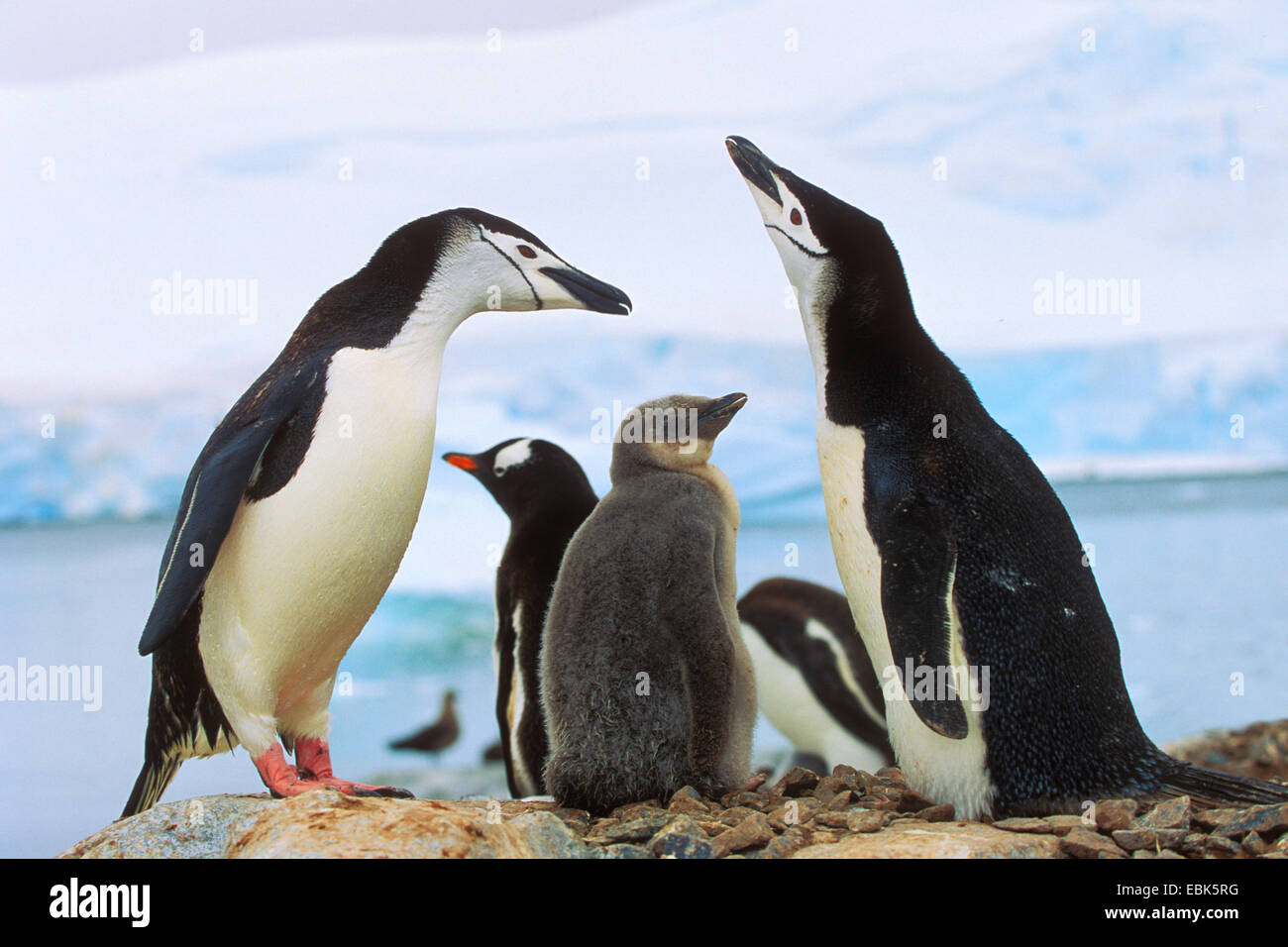 bärtig, Pinguin, Pinguin Zügelpinguinen (Pygoscelis Antarctica, Pygoscelis Antarcticus), Pinguin-Familie mit Küken, Antarktis Stockfoto