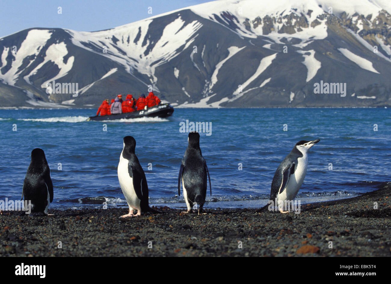 bärtige Pinguin, Pinguin Zügelpinguinen (Pygoscelis Antarctica, Pygoscelis Antarcticus), am Ufer, Touristen im Tierkreis auf den Kratersee von Deception Island, Antarktis, Shetland-Inseln Stockfoto
