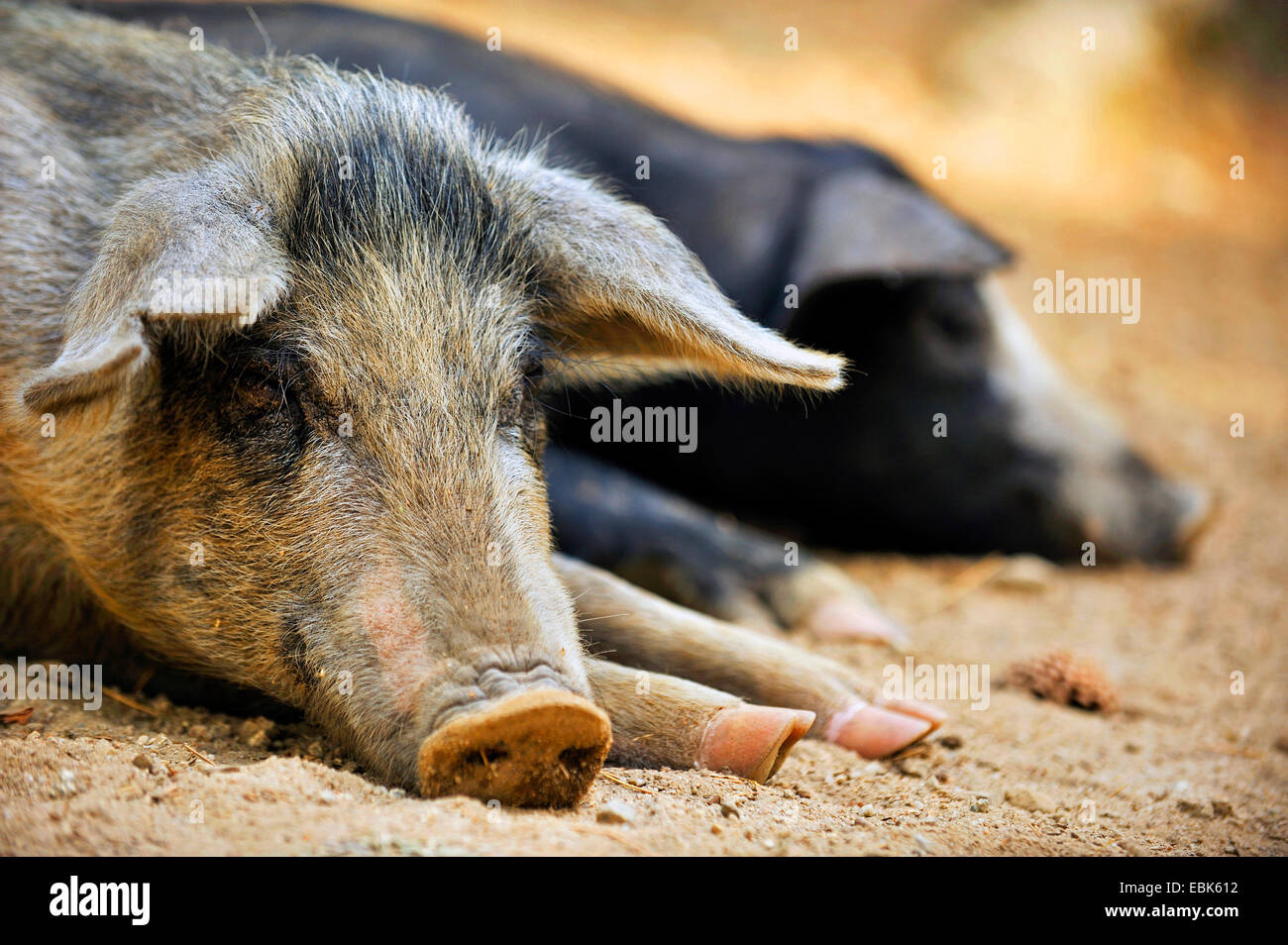 Hausschwein (Sus Scrofa F. Domestica), zufrieden Wildschweinen liegen im Dreck, Frankreich, Corsica Stockfoto