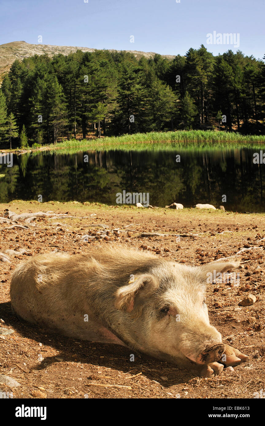 Hausschwein (Sus Scrofa F. Domestica), wilde Schwein liegend am See Creno See, Frankreich, Korsika, soccia Stockfoto