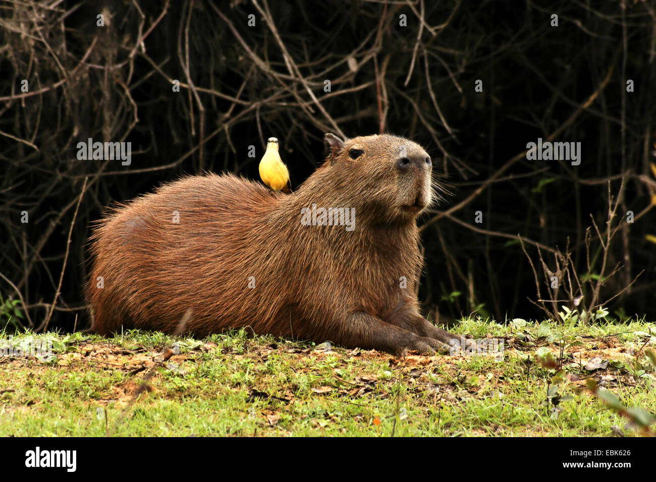 Capybara, Carpincho (Hydrochaeris Hydrochaeris, Hydrochoeris Hydrochaeris), Vogel sitzt auf Capybara, Brasilien, Pantanal Stockfoto