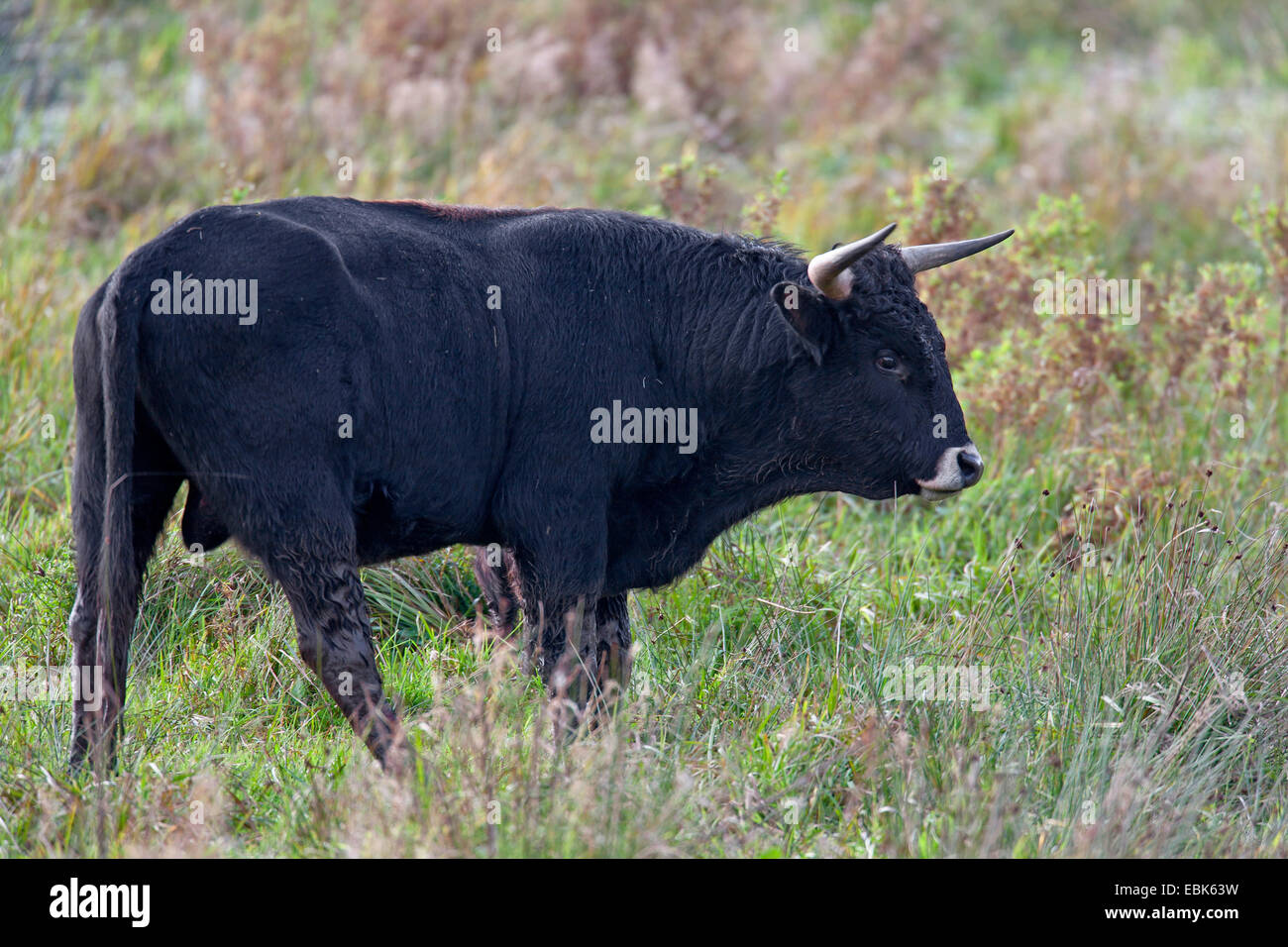 Heckrindern (Bos Primigenius F. Taurus), auf einer Weide, Auerochsen - männliche Rasse zurück, Deutschland, Schleswig-Holstein Stockfoto