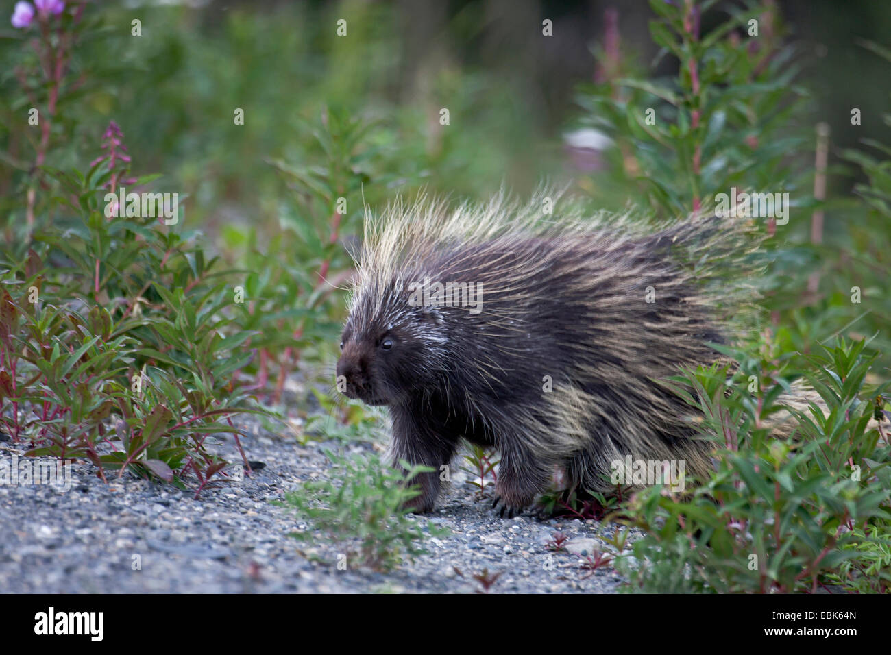 Urson (Erethizon Dorsatum), Wandern, Kanada, Yukon-Territorium, Kluane National Park Stockfoto