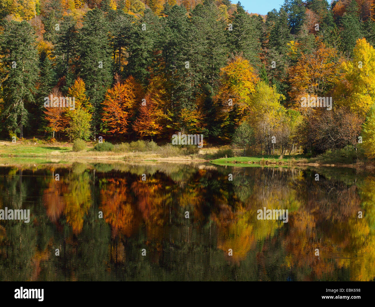 Herbst Holz in Vogesen am Lac Blanchemer, Frankreich, Elsass, Vogesen Stockfoto