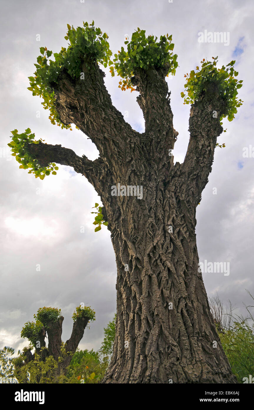 Espe, Pappel (Populus spec.), zurückschneiden Baum sprießen raus, Niederlande Stockfoto
