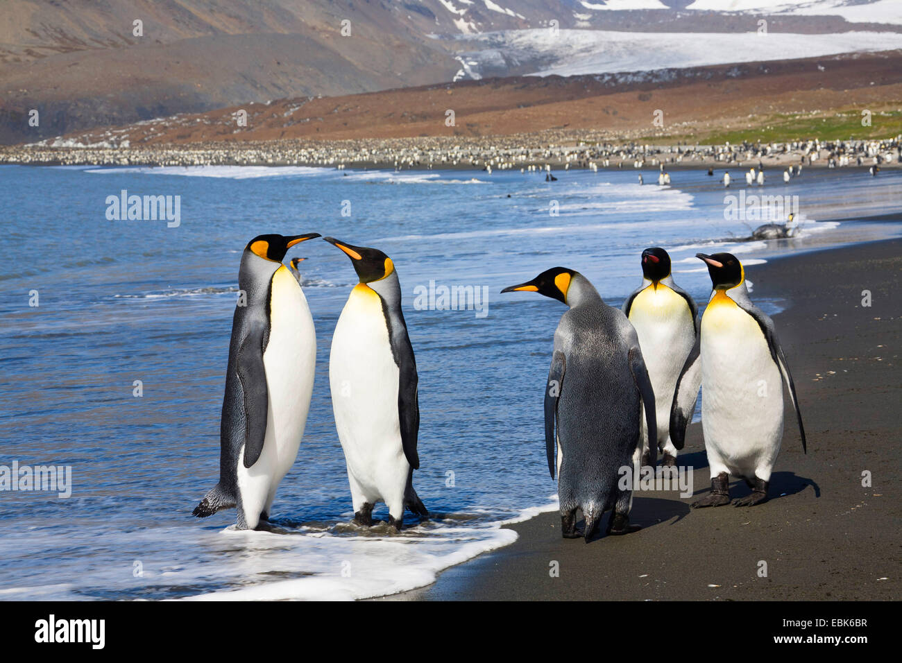King Penguin (Aptenodytes Patagonicus), am Strand, Suedgeorgien, St. Andrews Bay Gruppe Stockfoto