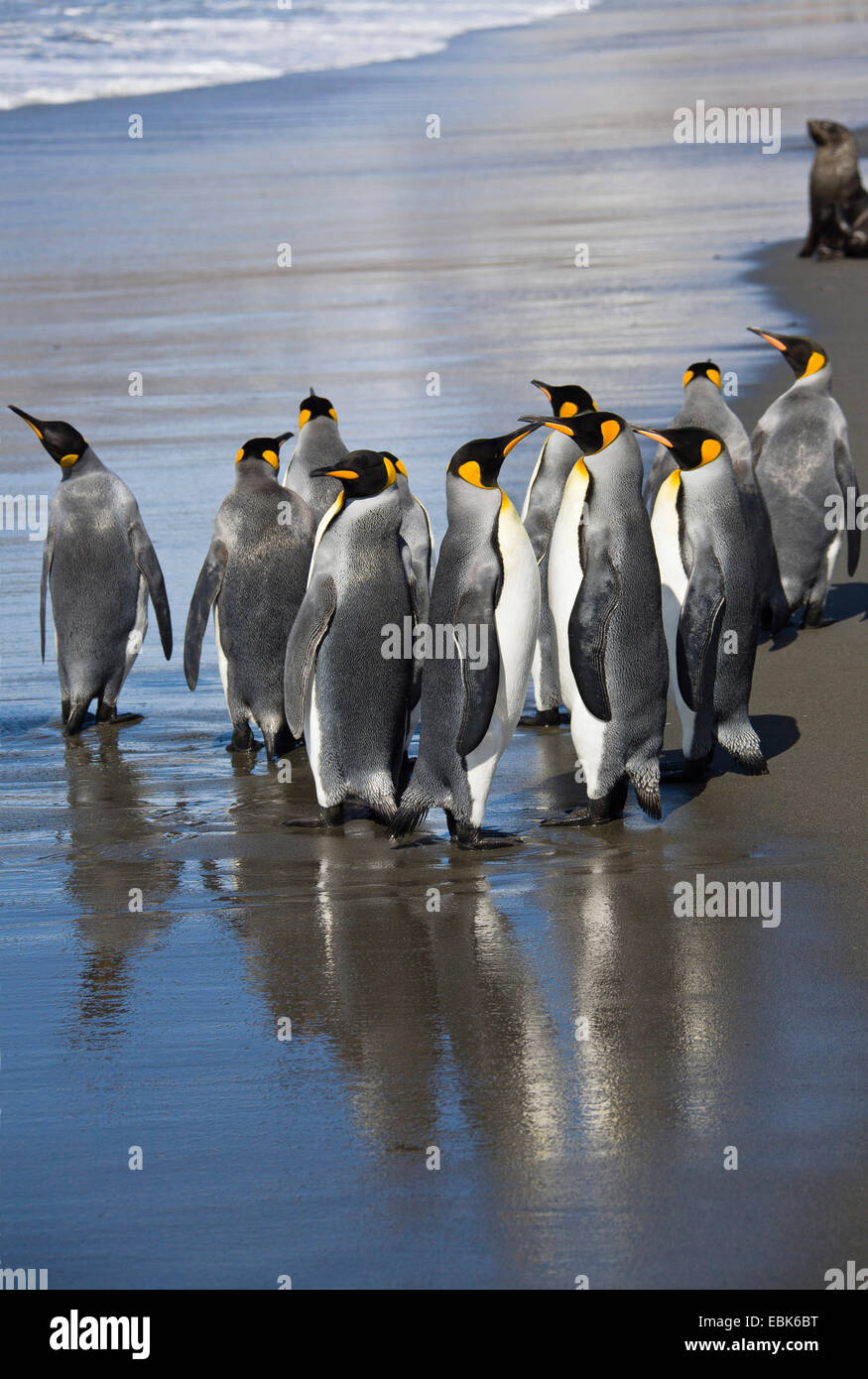 King Penguin (Aptenodytes Patagonicus), am Strand, Suedgeorgien, St. Andrews Bay Gruppe Stockfoto