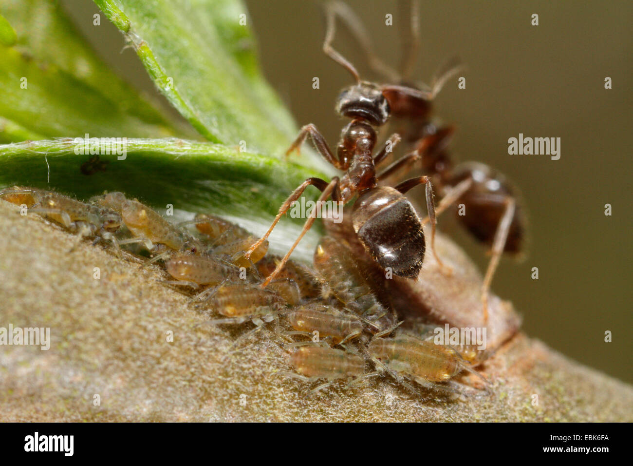 Schwarze Ameise, gemeinsame Schwarze Ameise, Garten Ameisen (Lasius
