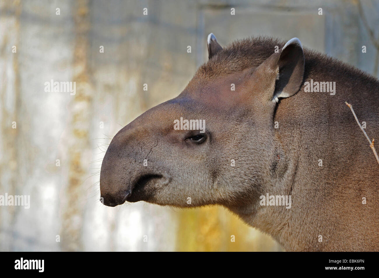 Brasilianische Tapir, südamerikanische Tapir (Tapirus Terrestris), Porträt, Seitenansicht Stockfoto