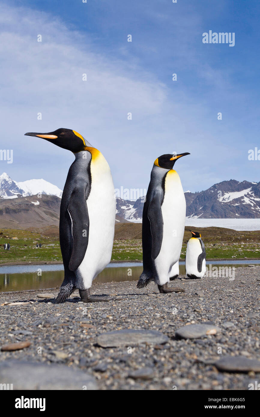 König, Pinguin (Aptenodytes Patagonicus), paar, ein Rückblick