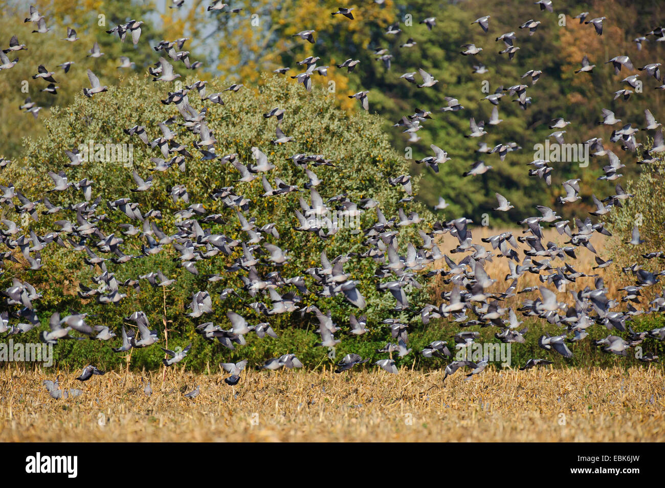 Ringeltaube (Columba Palumbus), fliegt Herde über ein Feld, Deutschland Stockfoto