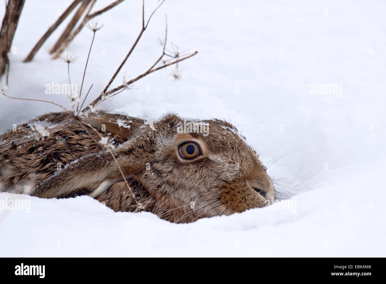 Feldhase, Feldhasen (Lepus Europaeus), liegen im Schnee mit abgeflachten Ohren, Deutschland, Schleswig-Holstein Stockfoto