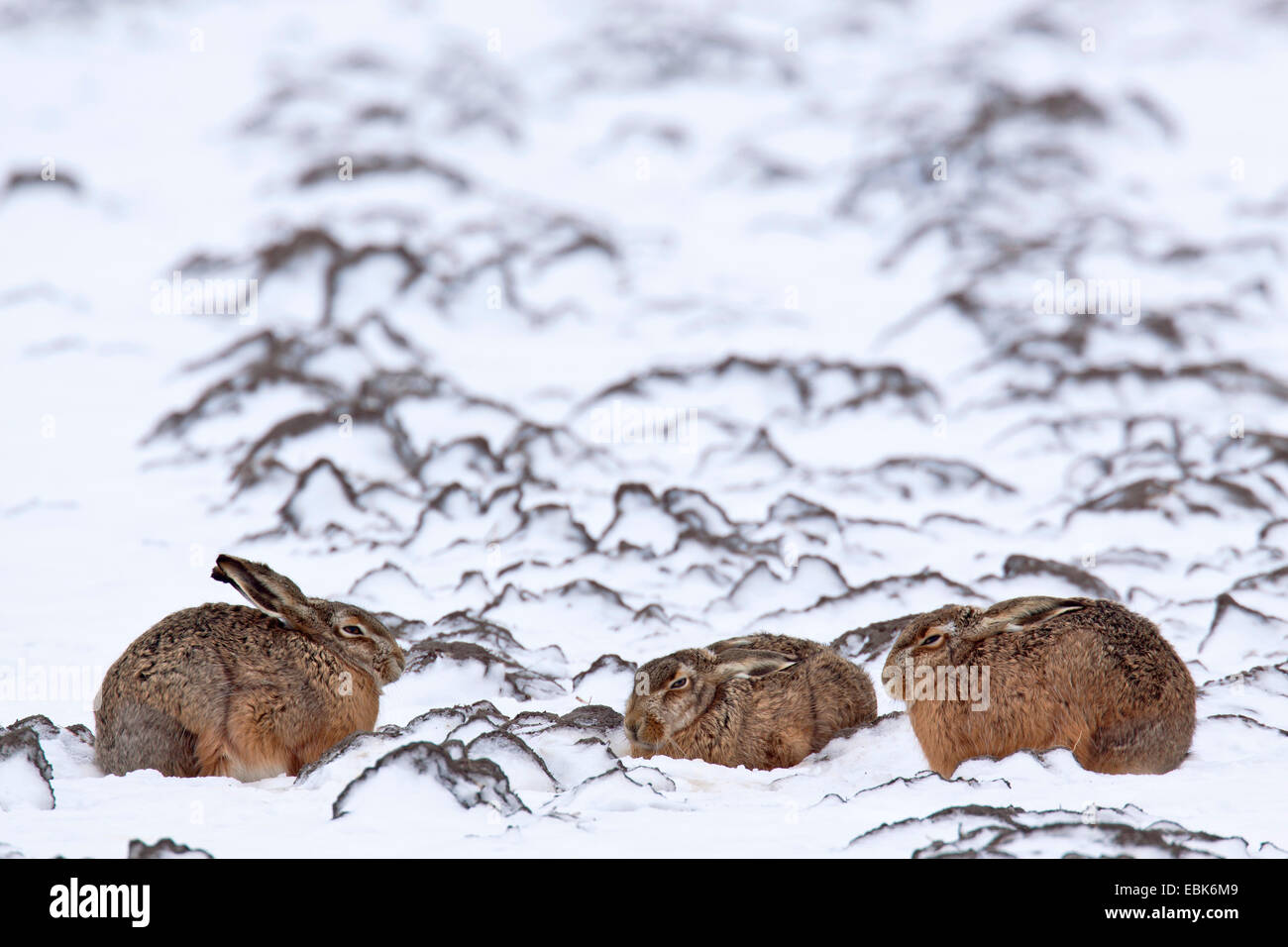 Feldhase, Feldhasen (Lepus Europaeus), sittin in Schnee, mit abgeflachten Ohren auf einem Feld, Deutschland, Schleswig-Holstein Stockfoto
