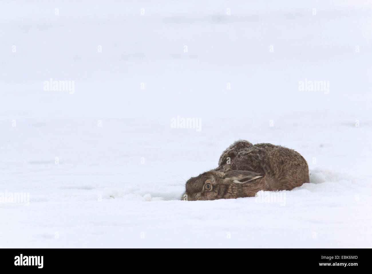 Feldhase, Feldhasen (Lepus Europaeus), liegen im Schnee mit abgeflachten Ohren, Deutschland, Schleswig-Holstein Stockfoto