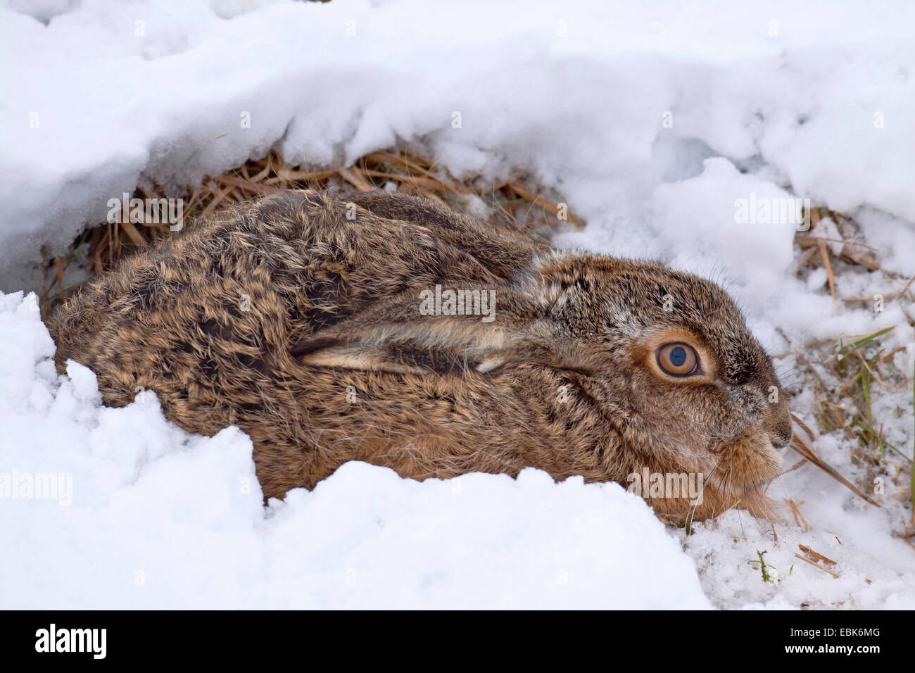 Feldhase, Feldhasen (Lepus Europaeus), liegen im Schnee mit abgeflachten Ohren, Deutschland, Schleswig-Holstein Stockfoto