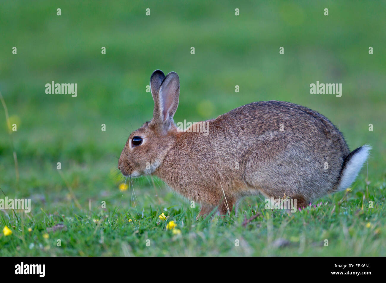 Europäischen Kaninchen (Oryctolagus Cuniculus), zu Fuß auf einer Wiese, Deutschland, Schleswig-Holstein Stockfoto