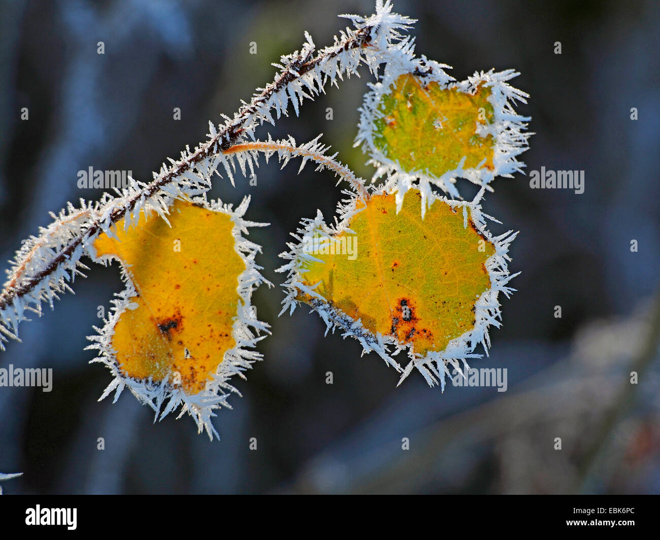 Europäische Espe (Populus Tremula), Blätter im Herbst mit Raureif bei Gegenlicht, Deutschland, Baden-Württemberg Stockfoto