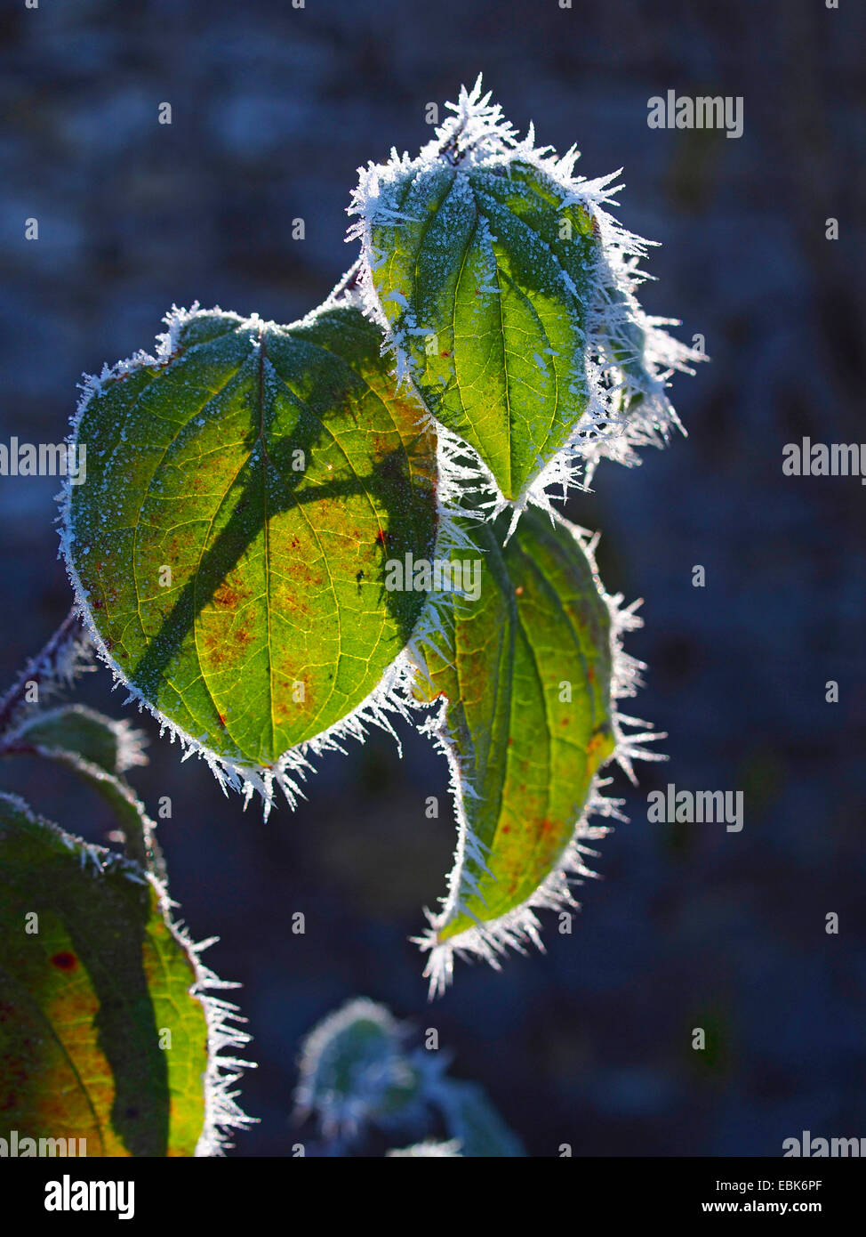 Karneol Kirsche Holz (Cornus Mas), Blätter im Herbst mit Raureif bei Gegenlicht, Deutschland, Baden-Württemberg Stockfoto