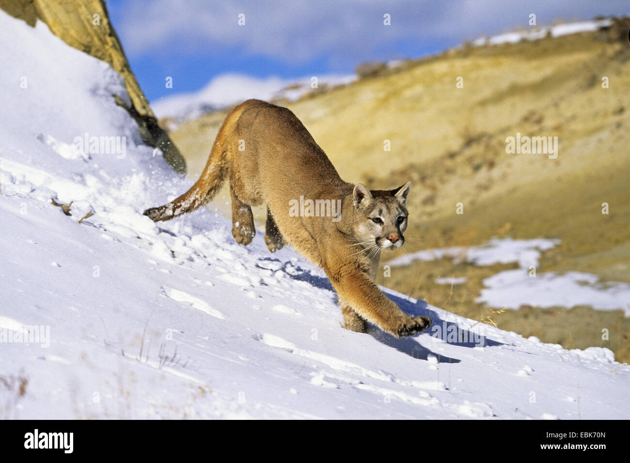 Puma, Puma, Cougar (Puma Concolor, Profelis Concolor), weiblichen Cougar im Schnee wandern, USA, Colorado Stockfoto