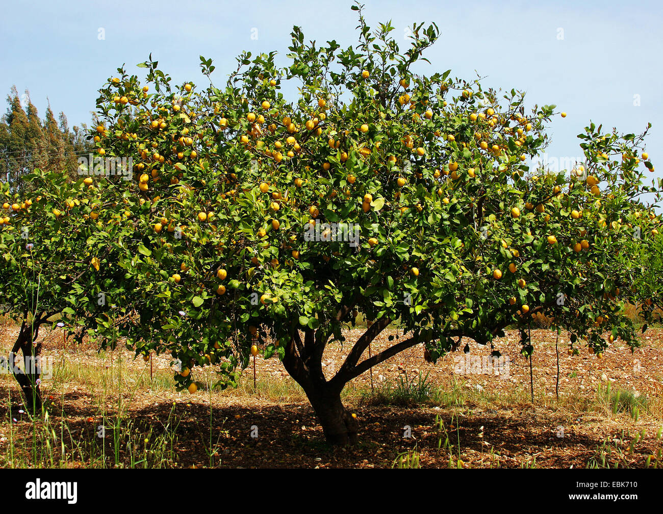 Zitronenbaum (Citrus Limon), Baum mit Früchten Stockfotografie Alamy