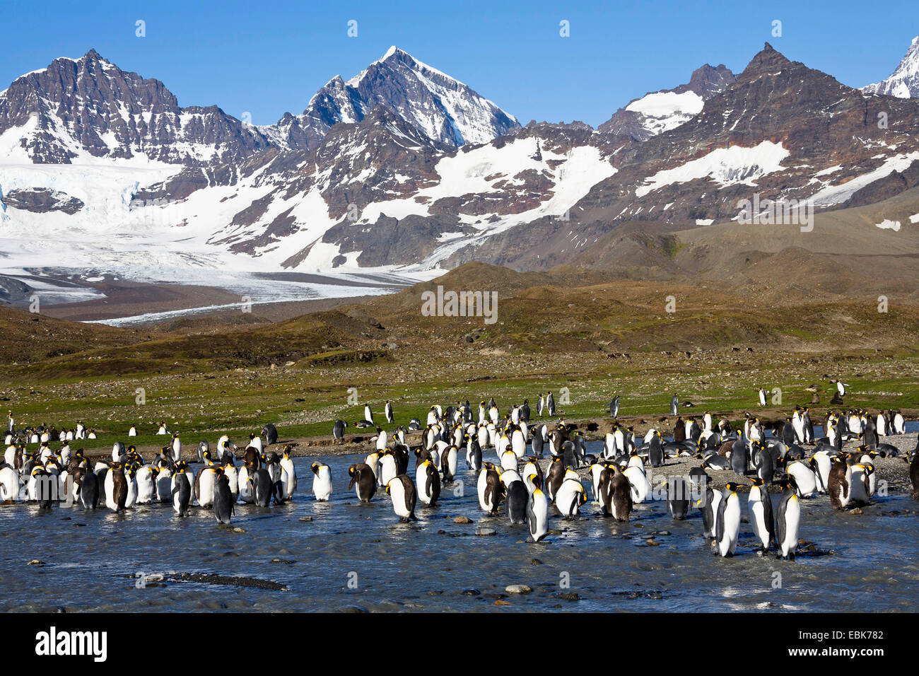 König (Aptenodytes Patagonicus), Pinguin Pinguin Kolonie, Suedgeorgien, St. Andrews Bay Stockfoto